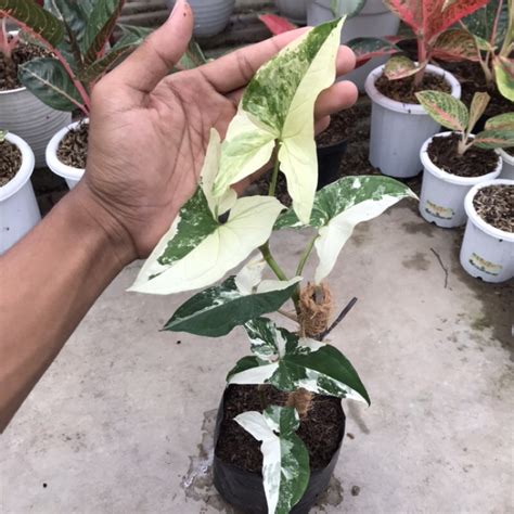 Jual Syngonium Variegata Putih Tanaman Cantik Tanaman Viral