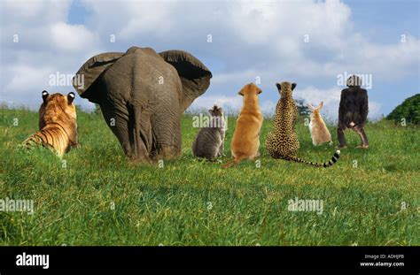 Different animals on a meadow, seen from behind. Digital composite ...