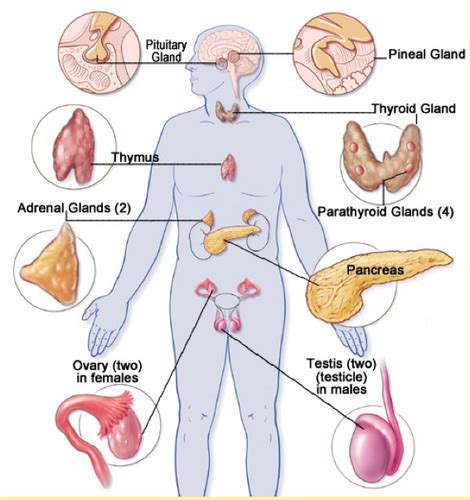 Chapter Endocrine System Flashcards Quizlet