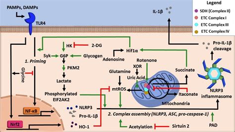 The Nlrp3 Inflammasome Encyclopedia Mdpi