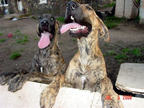 Great Danes Fawn Brindle Akc Color Pure Puppies Stud Service