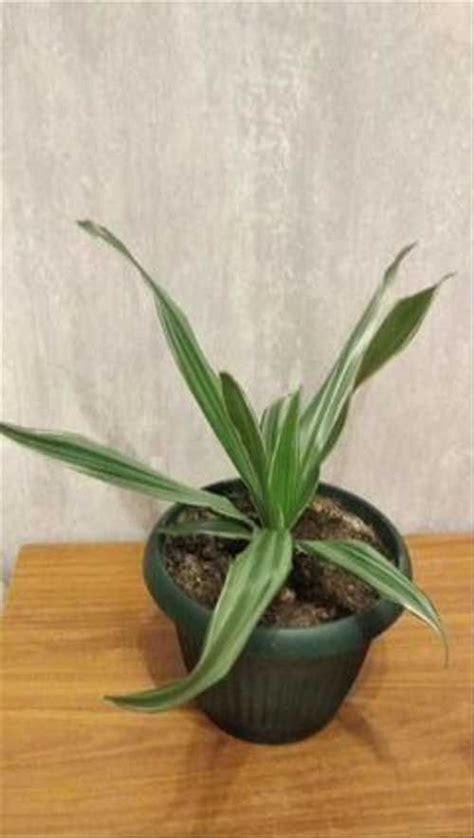 Драцена кордилина | Festima.Ru - Мониторинг объявлений