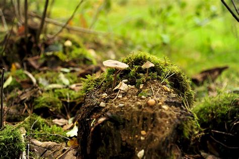 Natur Wald Pilze Kostenloses Foto Auf Pixabay Pixabay