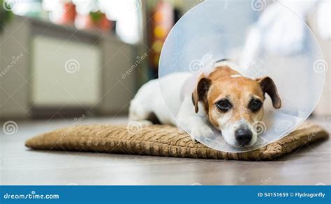 Vet Collar Dog Stock Image Image Of Bandage Purebred 54151659