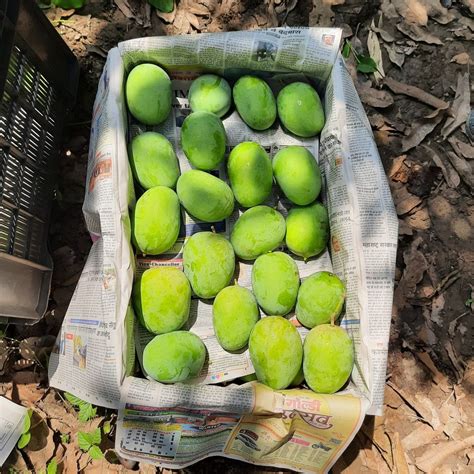 Green A Grade Malda Mango Crate Packaging Size 20 Kg At Rs 180 Kg In