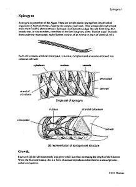 Spirogyra facts, information, pictures | Encyclopedia.com articles about Spirogyra