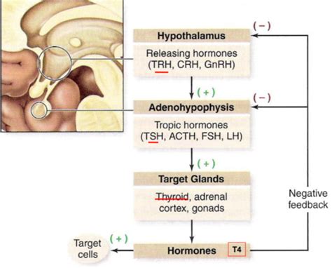 Ch 18 Endocrine System Flashcards Quizlet