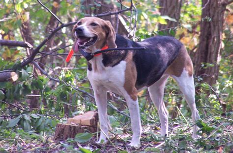 American Foxhound - Temperament, Lifespan, Shedding, Puppy