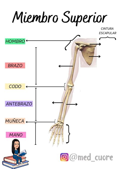 HUESOS DEL MIEMBRO SUPERIOR ANATOMÍA uDocz Medicina Fisio