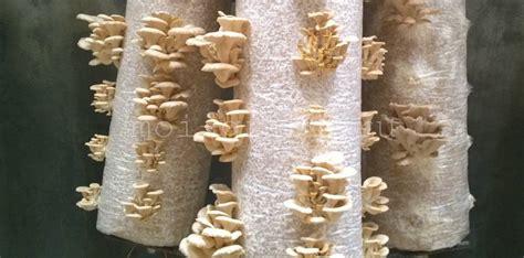 Как вырастить Вешенки в подвале: 2 кг с 1 блока за первую волну