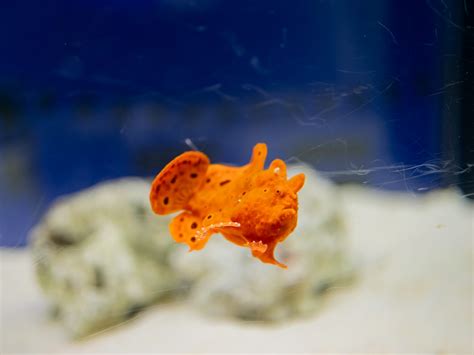 NAKED 花火アクアリウム夏にこそおすすめしたい駅チカ水族館マクセル アクアパーク品川をレポート onesuite