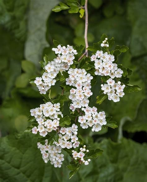 Hawthorn Blossoms White Flowers - Free photo on Pixabay - Pixabay