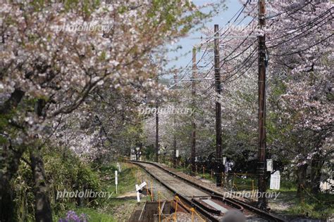 京都嵐電・桜のトンネルライトアップ 写真素材 700861 フォトライブラリー Photolibrary