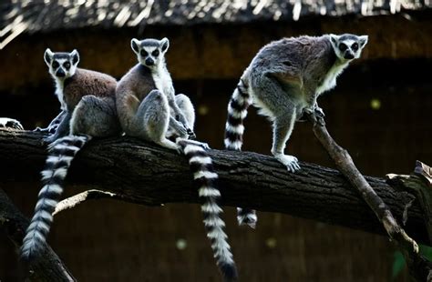 The 5 Best Madagascar Tours For Unforgettable Adventures That Are ...