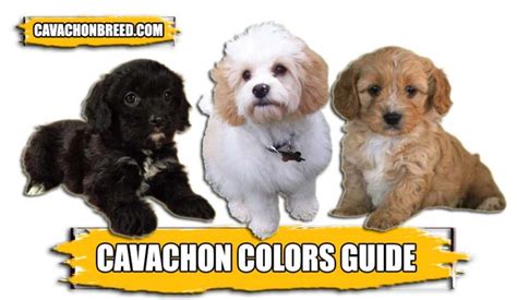 Full-Grown Cavachons – Complete Guide - Cavachon Breed