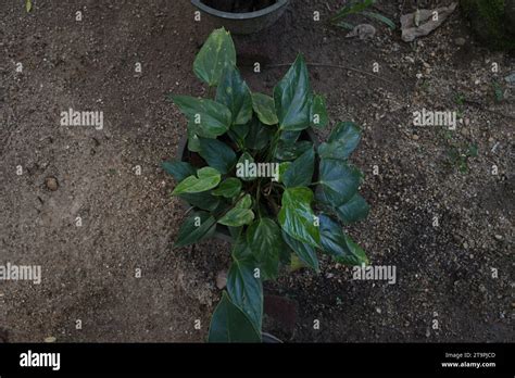 A View From Above Of A Small Potted Anthurium Plant That Has Not Yet