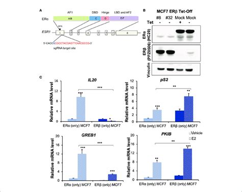 Generation And Characterization Of Erb Only Mcf 7 Cells A Domain Download Scientific