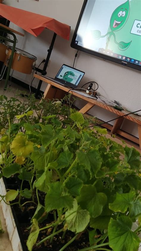 Proyecto Huerto Escolar Ceip Tierno Galv N Manzanares Ciudad Real