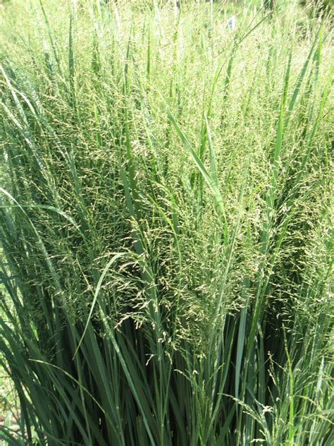 Switchgrass – Star Seed Inc.