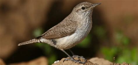 The 9 Wren Species in Texas! (ID Guide) - Bird Watching HQ