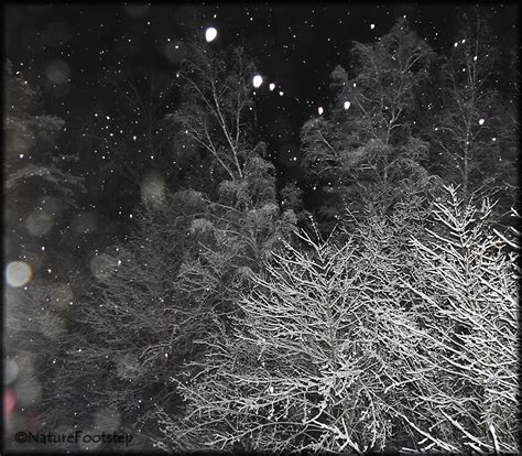 NatureFootstep PhotoArt: Snowing at night