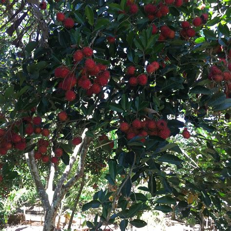 Mengenal Karakter Pohon Rambutan | Tips Petani