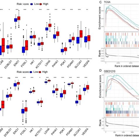 Hypoxia Profiles In The Risk Score Stratified Groups A B Box Plot