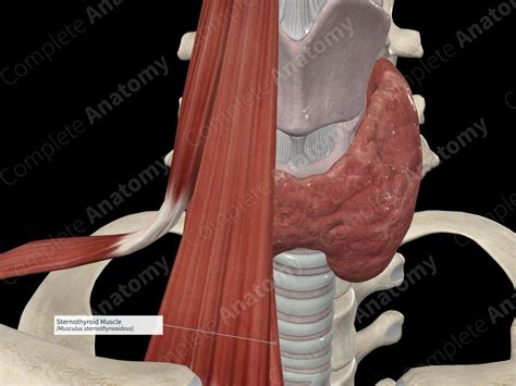 Sternothyroid Muscle | Complete Anatomy