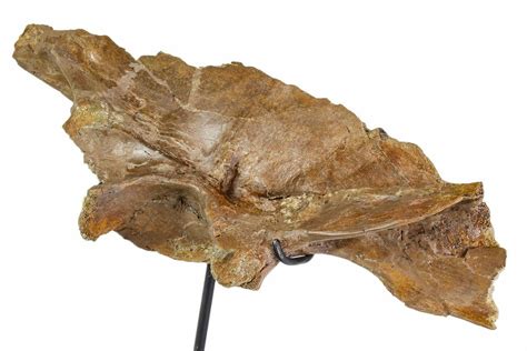 12.3" Fossil Theropod (Troodon?) Ilium - Montana (#113083) For Sale ...