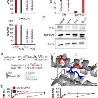 Sars Cov And Sars Cov Replication In Cell Culture A Cytopathogenic