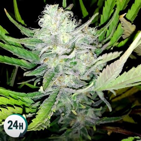 Auto Girl Scout Cookies Gb Strains Cannabis Strain Info