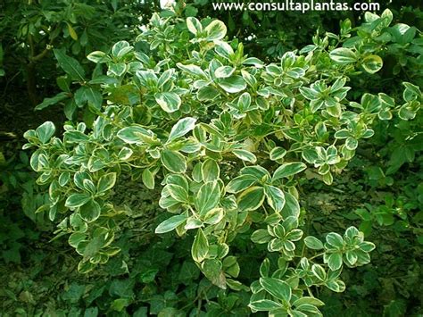 Griselinia Littoralis Griselinia O Kapuka Cuidados