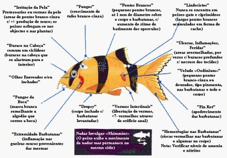 Doenças de peixes Veja se o seu peixinho tem alguma Estimação