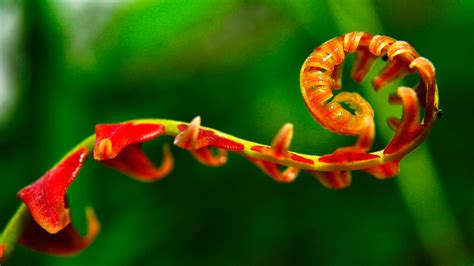 Banco De Imagens Plantar Folha Flor Verde Vermelho Flora Fechar