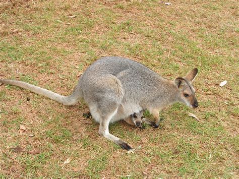 Macropus parryi (Whiptail Wallaby) | Whiptail Wllaby or Pret… | Flickr