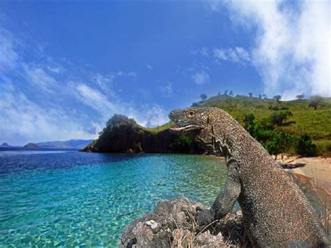 WISATA PULAU KOMODO