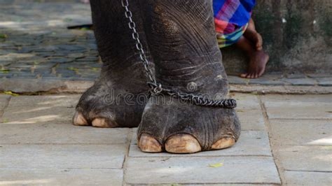 Chained Elephant Legs Close Up, Human Legs in the Background. Concept ...