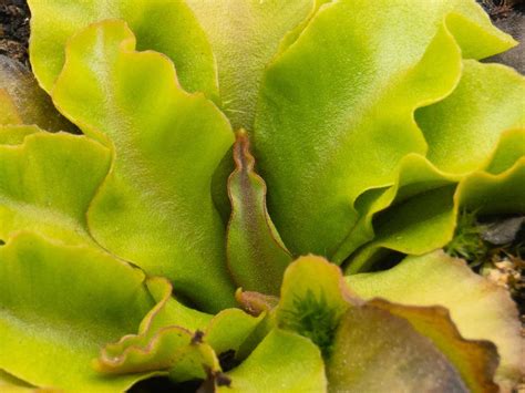 Dionaea GJ Aphrodite Photos