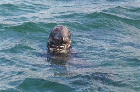 Wildlife - The Isle of Mull