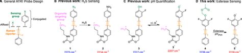 Determination Of Intracellular Esterase Activity Using Ratiometric