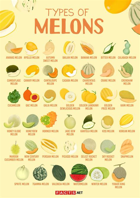 40+ Types of Melons To Discover From Around the World - Facts.net