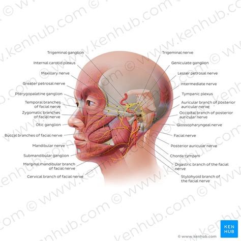 Branches Of The Facial Nerve Chart - Ponasa