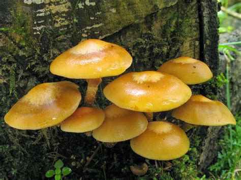 Kuehneromyces Mutabilis