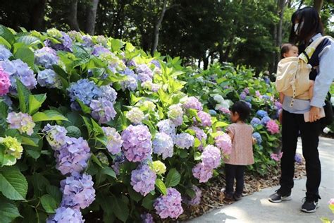 梅雨時期華やかに彩る 番の州公園、アジサイ見頃 ニュース Cool Kagawa 四国新聞社が提供する香川の観光情報サイト