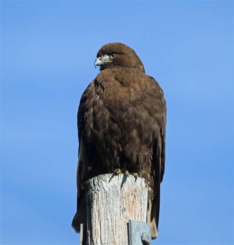 Birds of Prey | Outside My Window