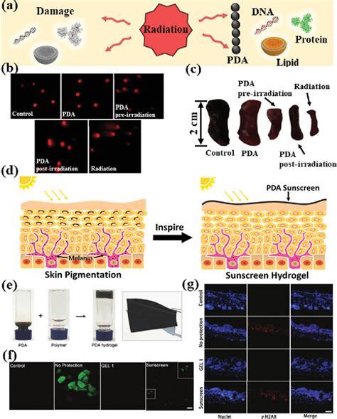 Figure 1 From Polydopamine Free Radical Scavengers Semantic Scholar