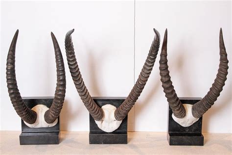 Vintage African Sable Antelope Horns For Sale at 1stdibs