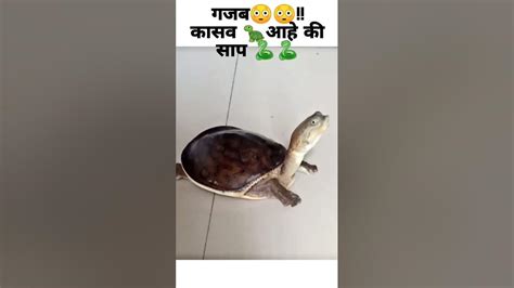 गजब 🐢कासव आहे की साप🐍😳 Shorts Turtle कासव Youtube