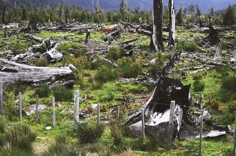 ¿la Destrucción De La Biodiversidad Origina Las Pandemias Ambientum