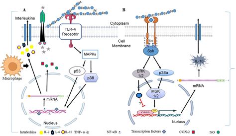 Frontiers β glucans a potential source for maintaining gut